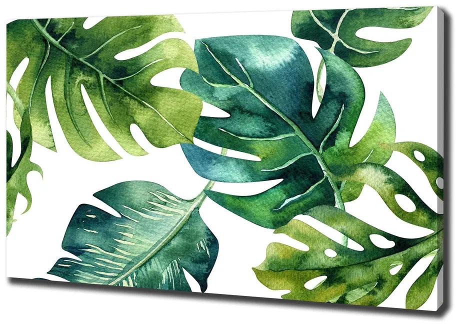 Fali vászonkép Trópusi levelek pl-oc-100x70-f-148345953