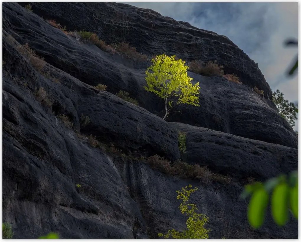 Poszterek 50x40 Fa Fák Kilátás