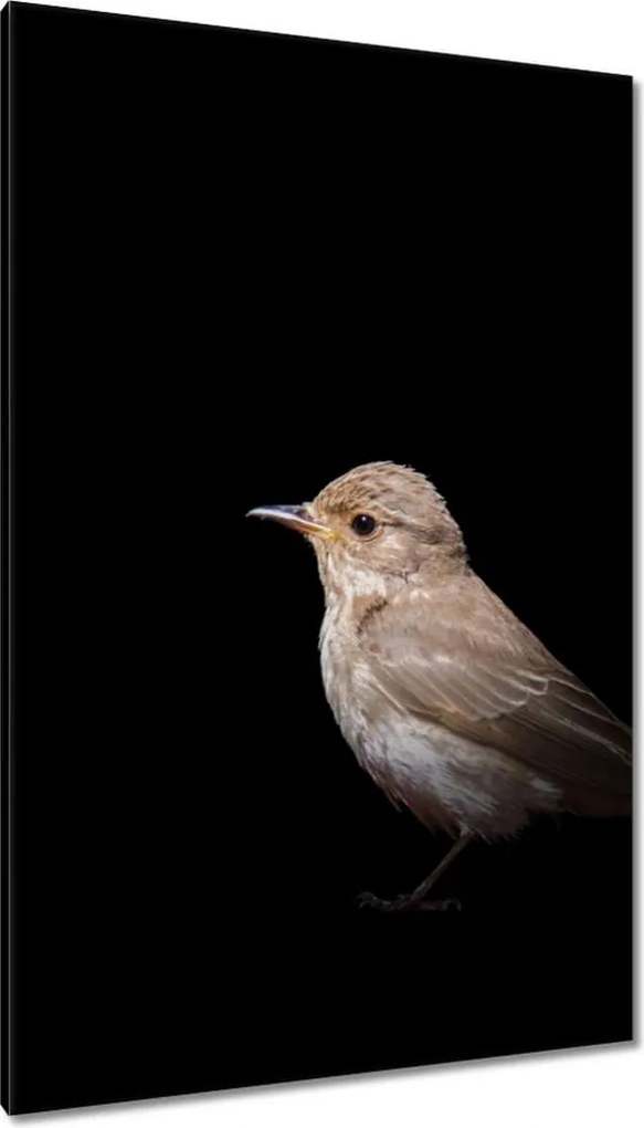 Vászonkép 80x120 Kis veréb madár