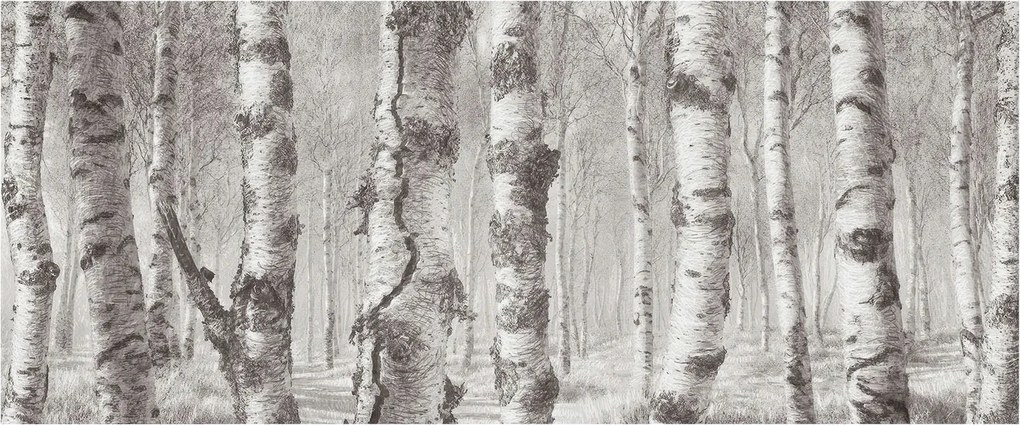 Fotótapéta Flizelina Nappali és Hálószoba Nyírerdő 250x104 Ragasztó