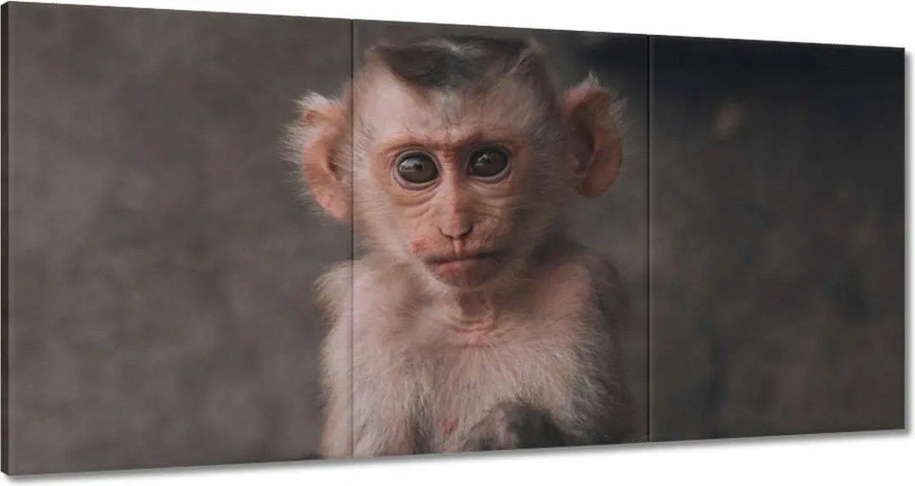 Vászonkép 120x60 Állatok