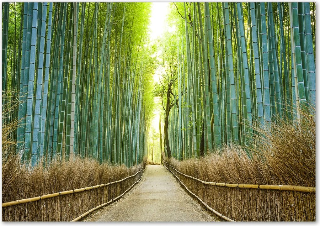 Konyhai védőpanel Bambusz erdő Ragasztó Ingyenes