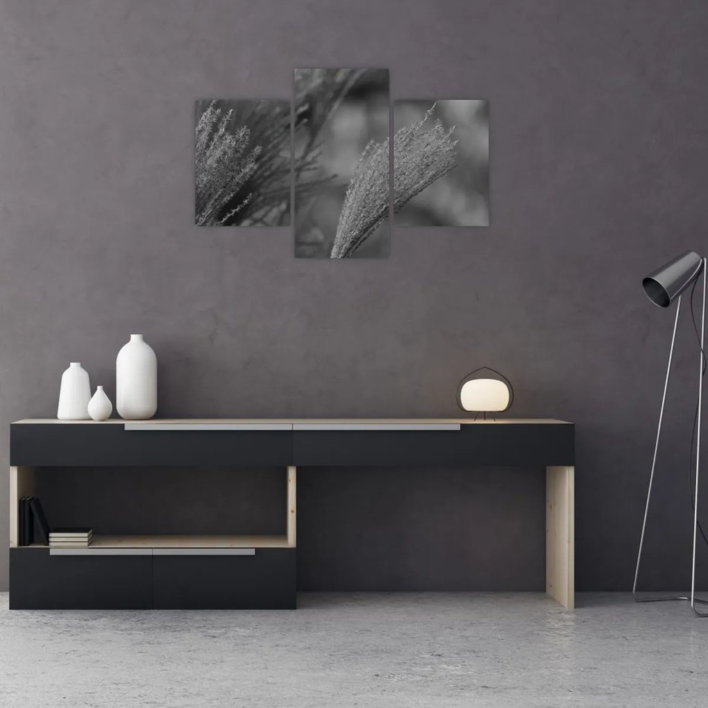 Kép - Szárított pampafű (90x60 cm)