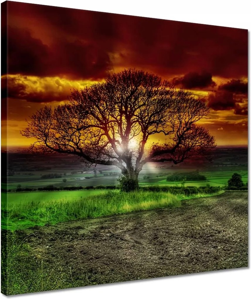Vászonkép 40x40 Varázslatos fa tájkép