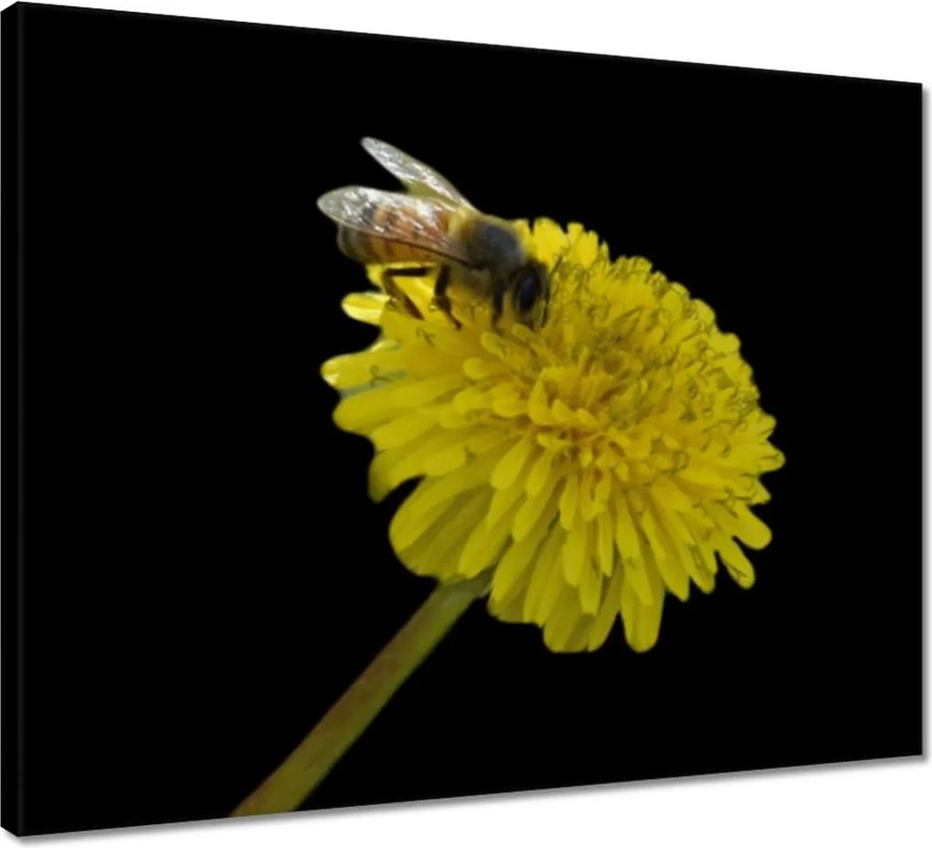 Vászonkép 50x40 Méh a pitypangon