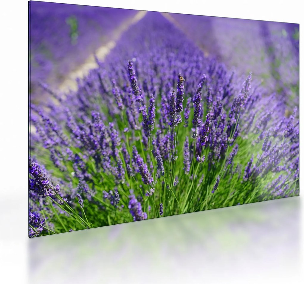 Kép - levandula (üvegen) (70x50 cm)