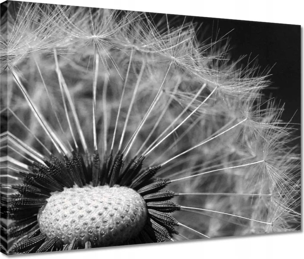 Vászonkép 40x30 Pitypang Virág Virágok