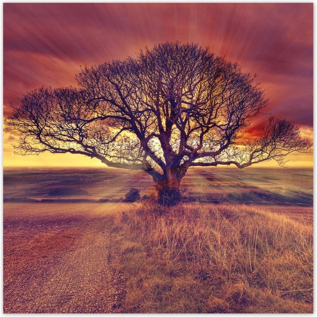 Poszterek 100x100 Fa