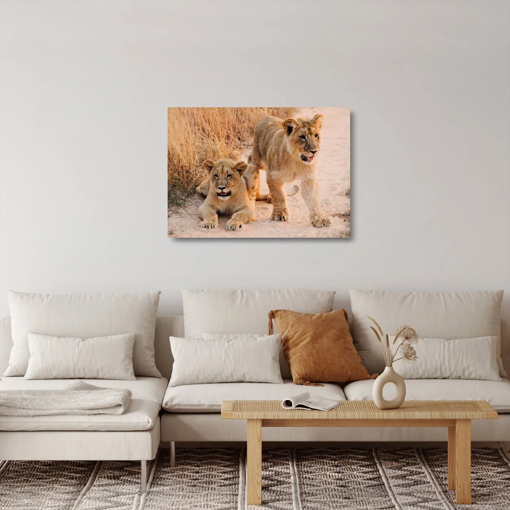 Kép - Kölyök oroszlánok (üvegen) (70x50 cm)