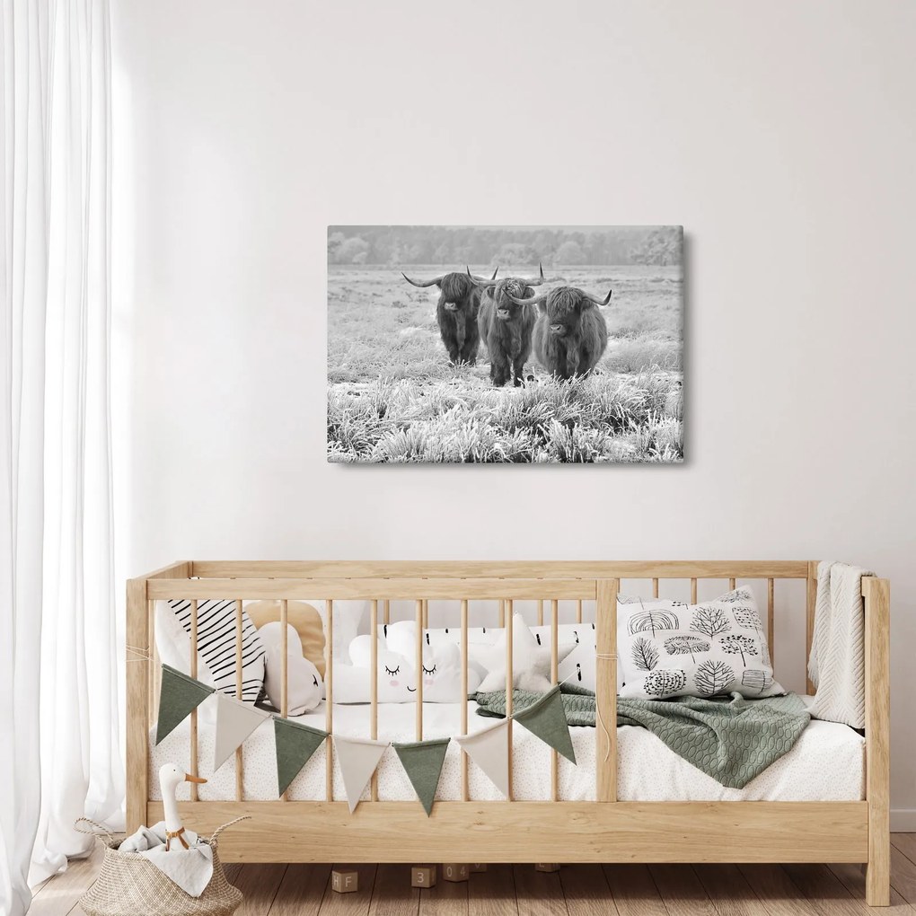 Kép - Skót tehenek, fekete-fehér (90x60 cm)