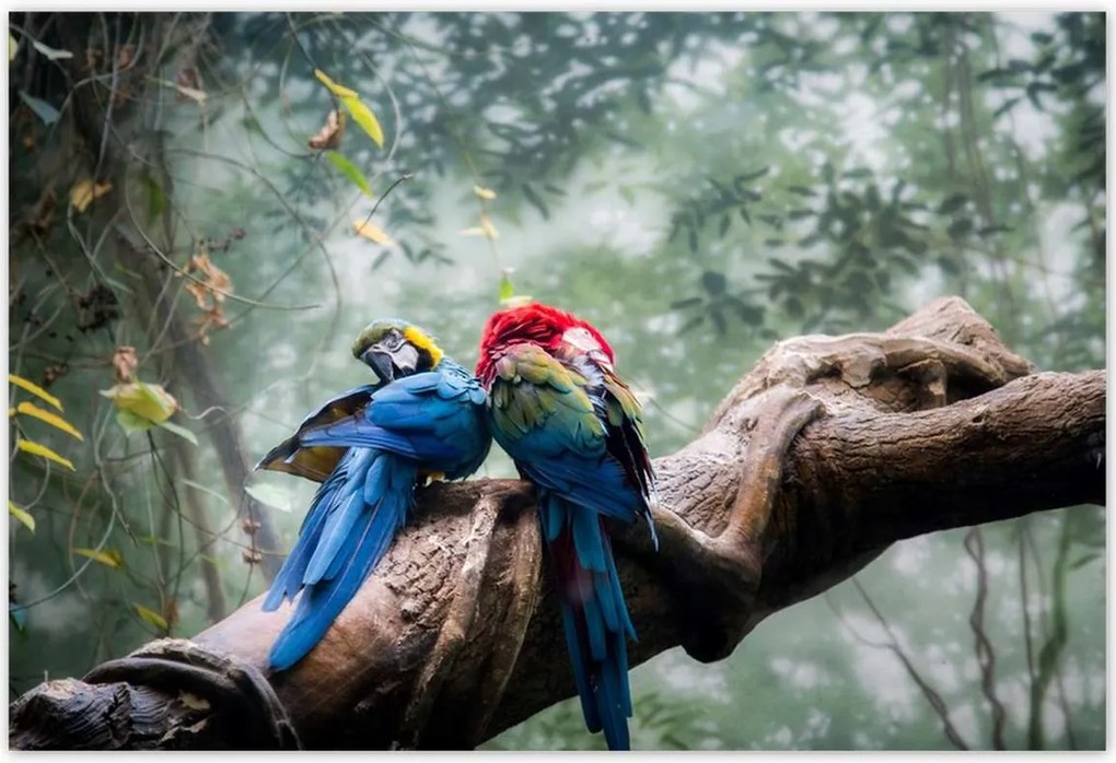 Poszterek 200x135 Szerelmes papagájok