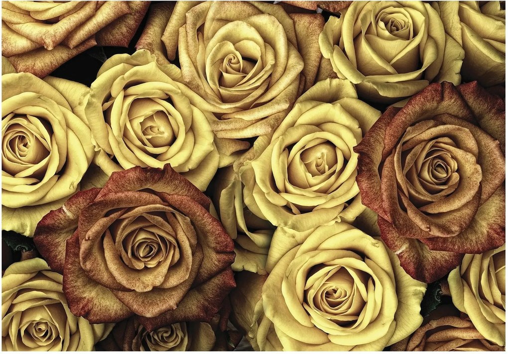 Fotótapéta rózsa virágok fotótapéta 208 x