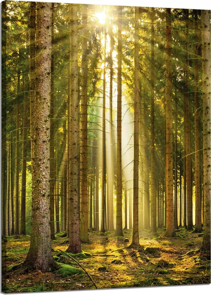 Vászonkép Erdő Fák Nap Természet Tavasz 50x70 cm