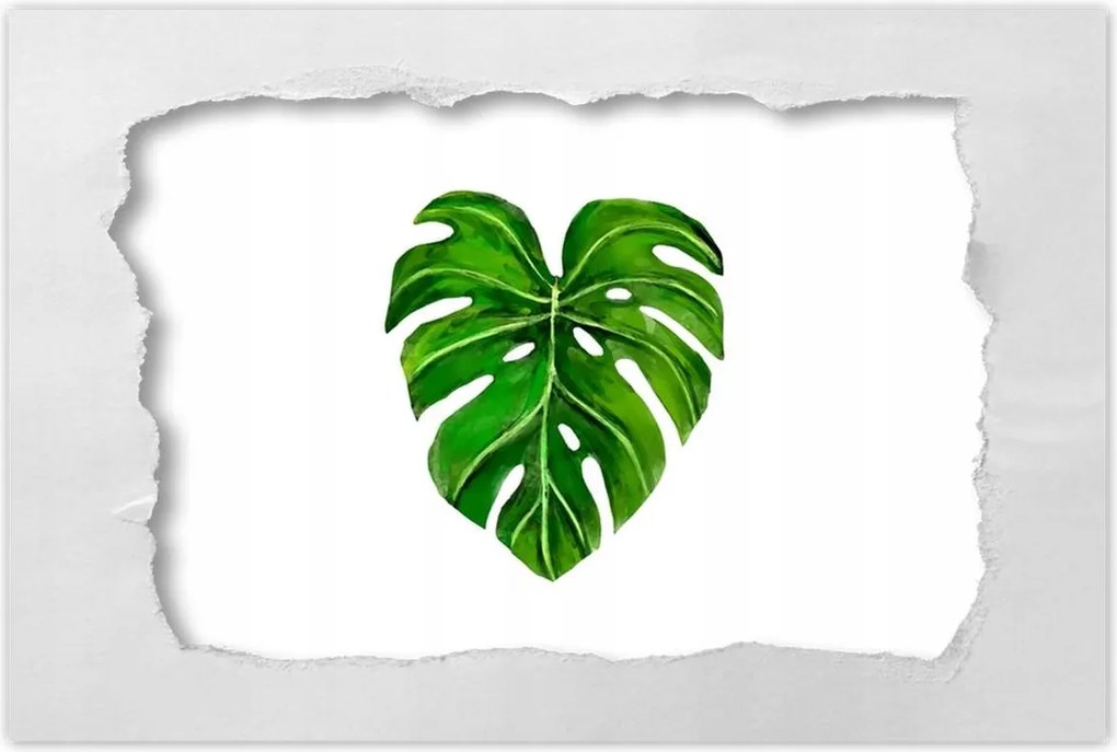 Poszterek 90x60 Lyukas monsera levél