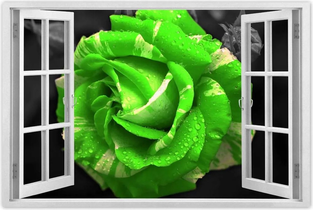 Poszter 60x40 Lime rózsa