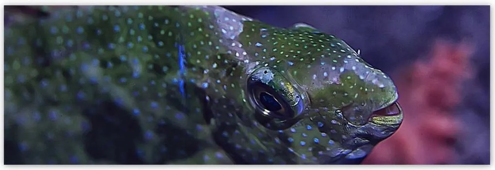 Poszterek 200x66 Tengeri vízi ökoszisztéma