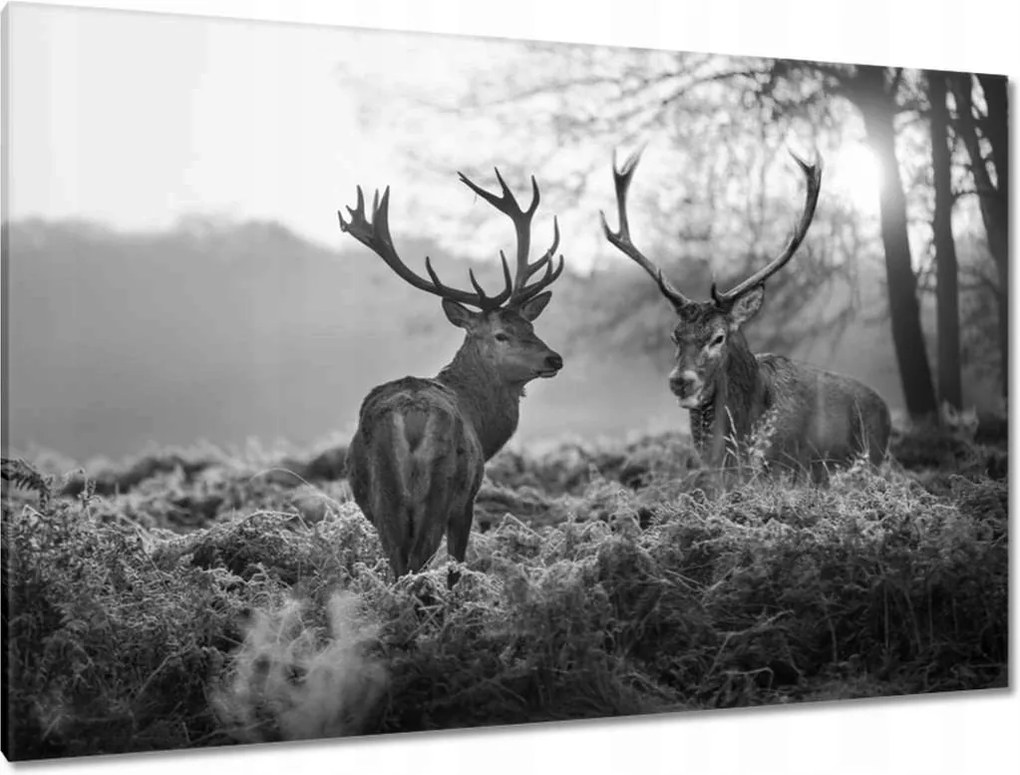 Vászonkép 120x80 Fekete-fehér szarvasok