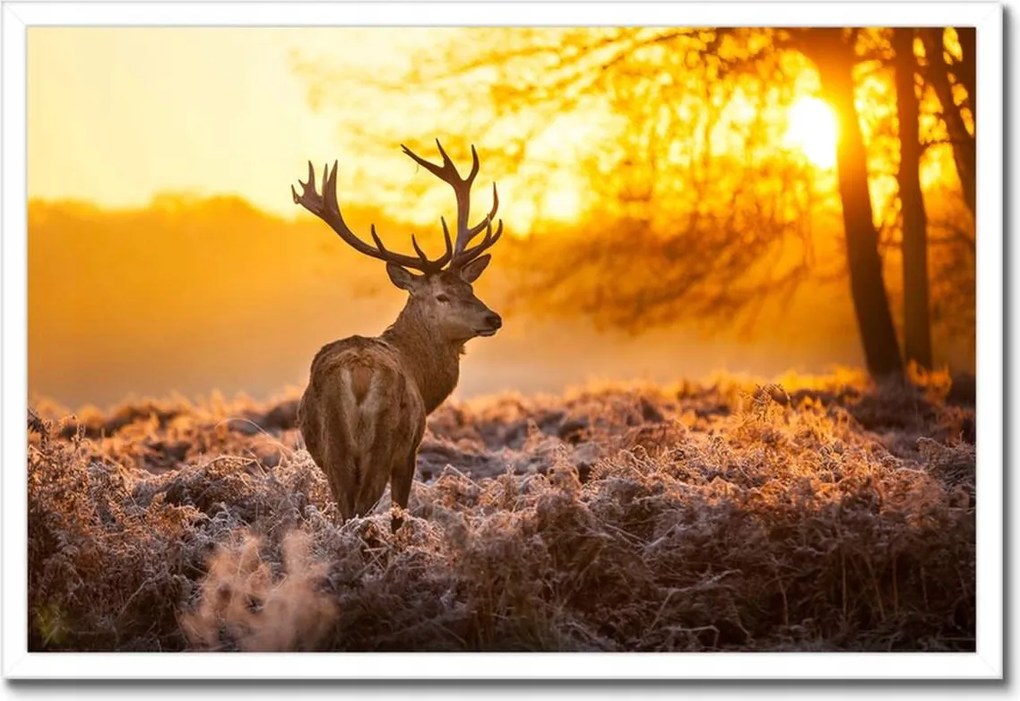 Poszterek keretben 60x40 Szarvas napfelkeltekor