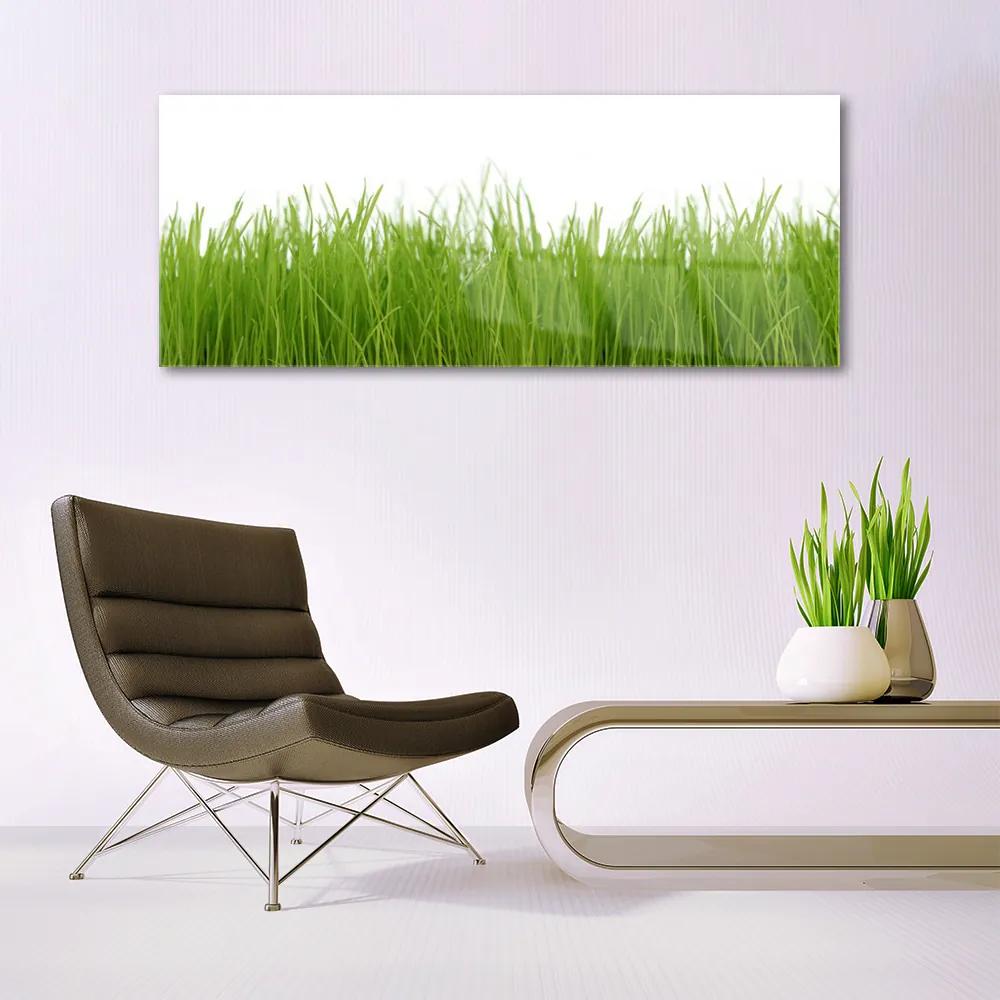 Fali üvegkép Grass Nature Plant 125x50 cm
