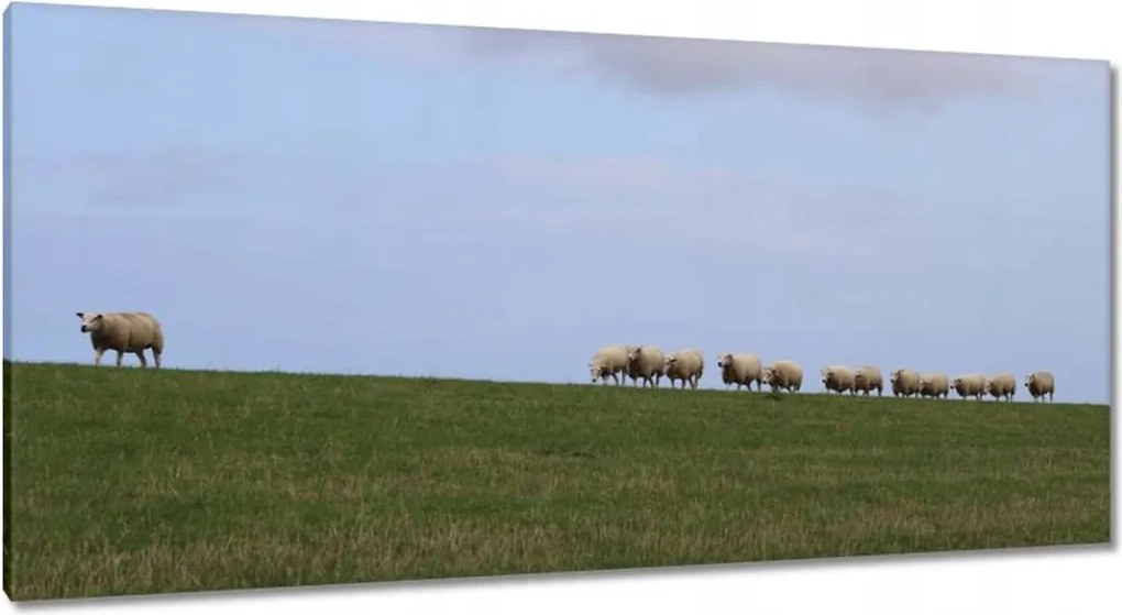 Vászonkép 115x55 Juh legeltetés Bárányok