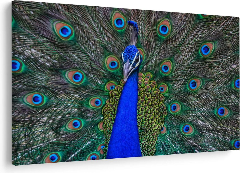 Kép - Páva (90x60 cm)
