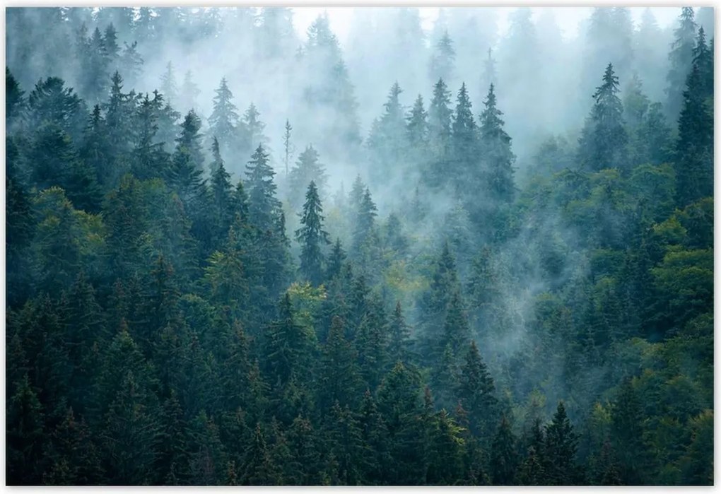 Poszterek 155x105 Erdő a ködben Utazás