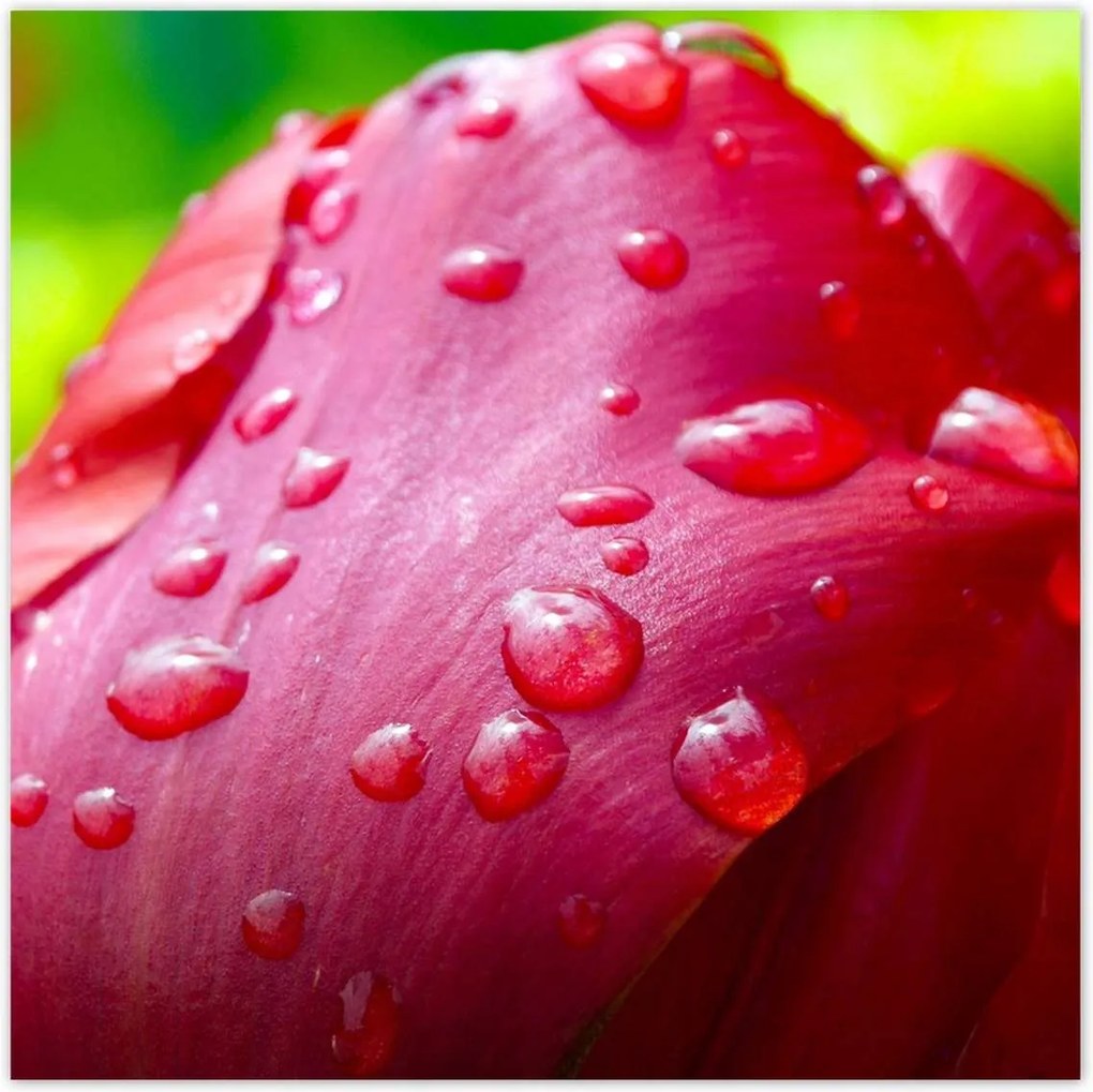 Poszterek 100x100 Tulipánok Virágok