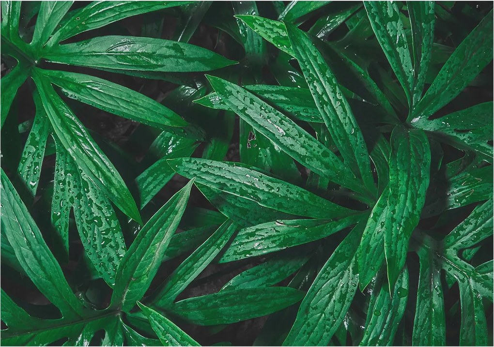 Flizelin fotótapéta Hálószoba Nappali Természetes zöld 208x146