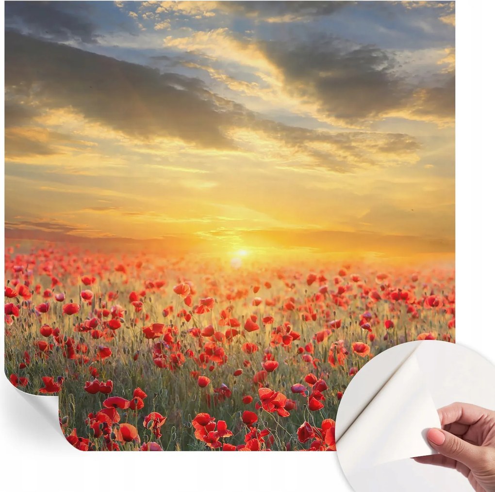 Dekoratív öntapadós fotótapéta Hálószobába pipacs mező 250x250 cm