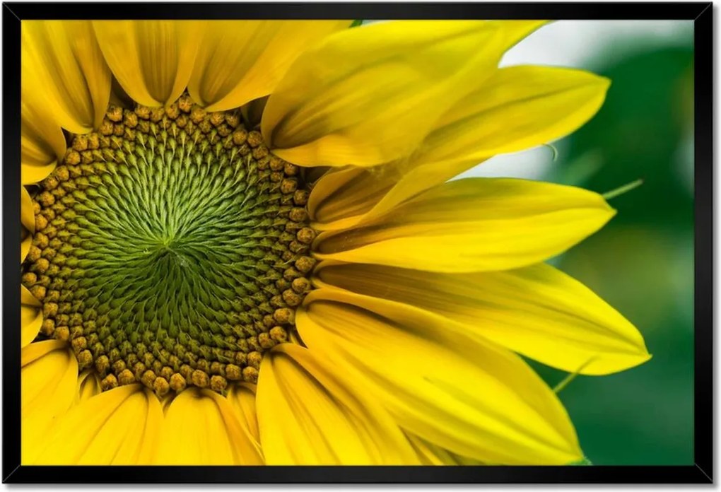 Poszter keretben 60x40 Napraforgó Virág