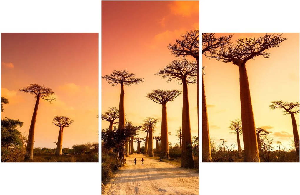Kép - Naplemente a Baobab Alley-ben (90x60 cm)