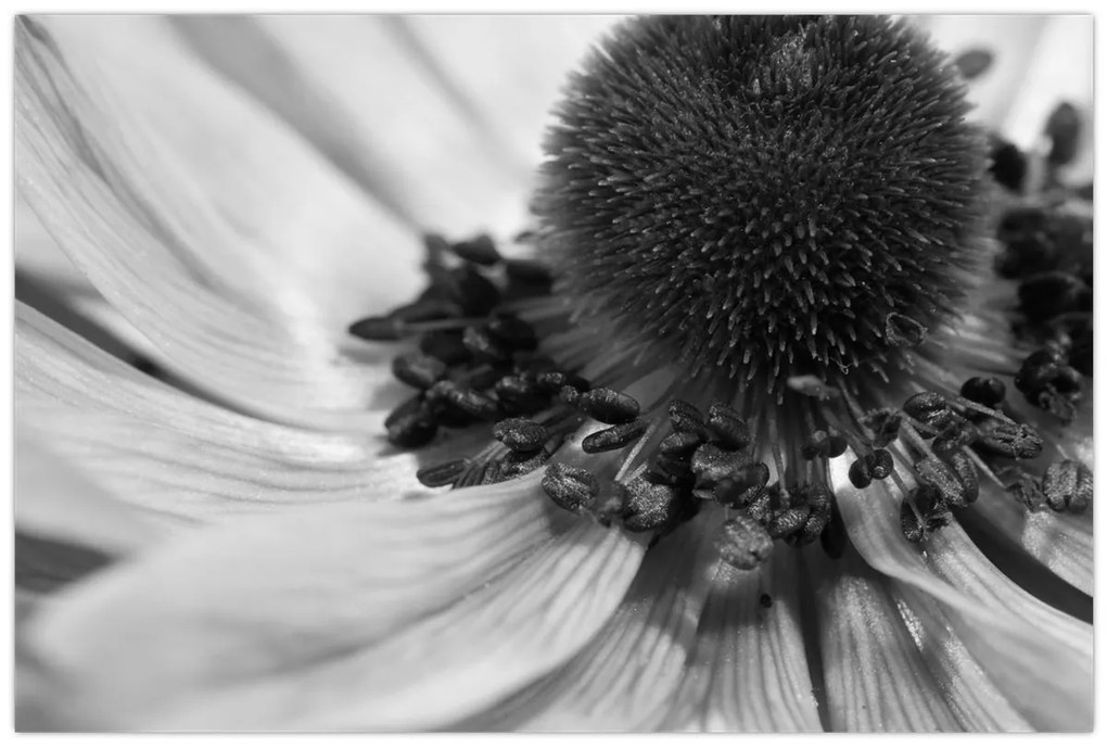 Kép - Virág fekete-fehérben (90x60 cm)