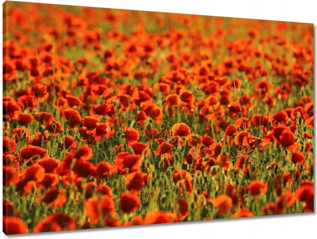 Vászonkép 90x60 Pipacsok rétje