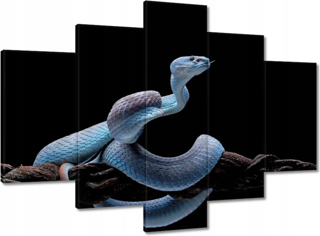 Képek 150x105 Kék kígyó