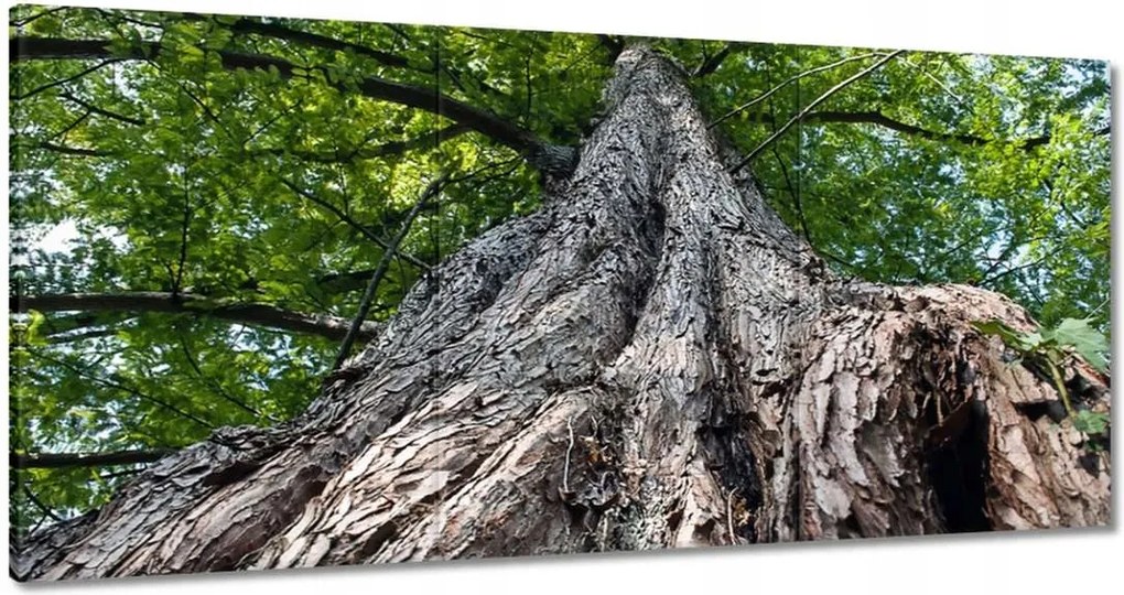 Festmények 180x90 Fa Fák Kilátás