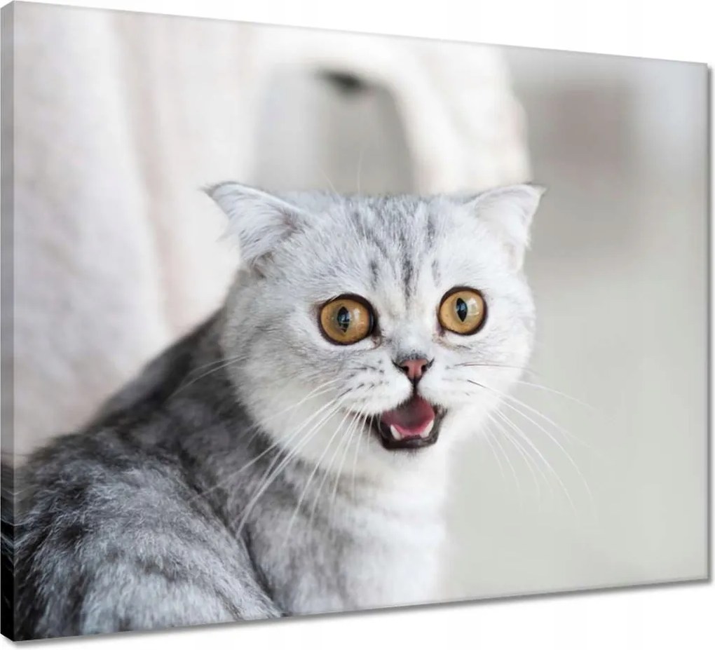 Vászonkép 50x40 Cica