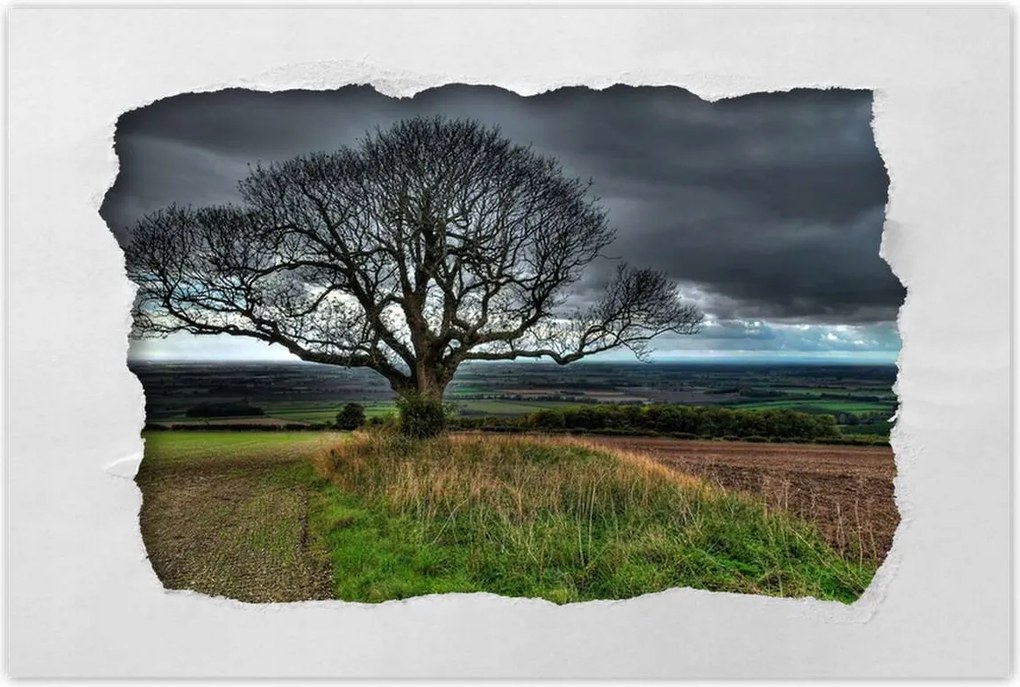 Poszterek 90x60 Fa tájkép