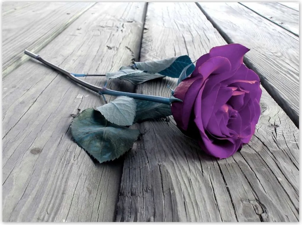 Poszterek 135x100 Lila rózsa padló