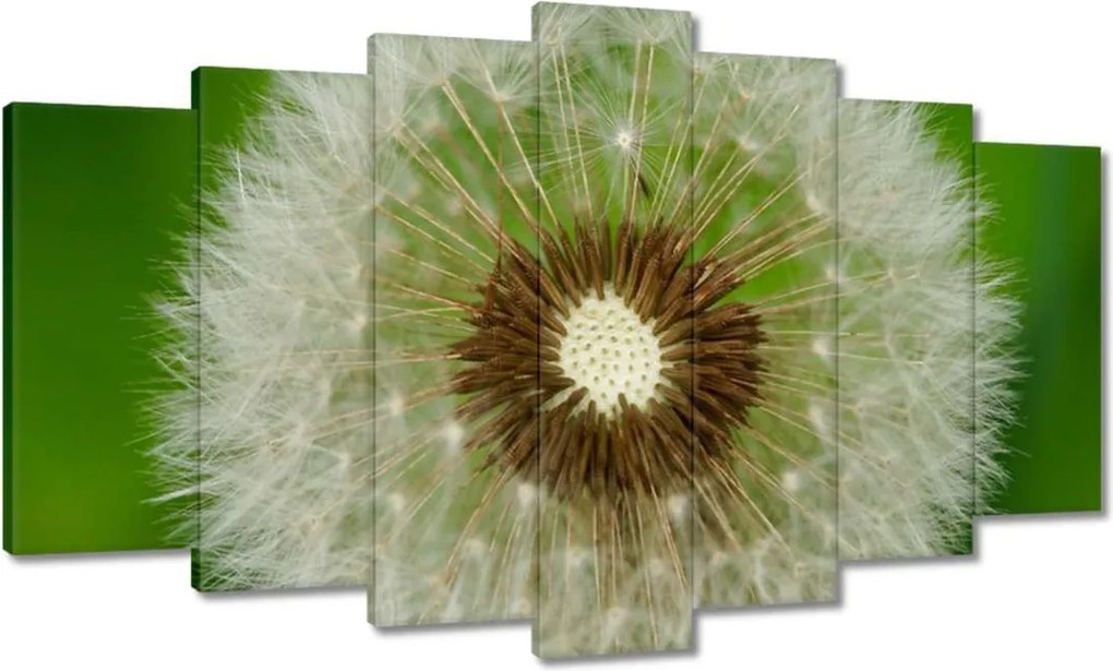 Vászonkép 140x80 Pitypang Virág Virágok