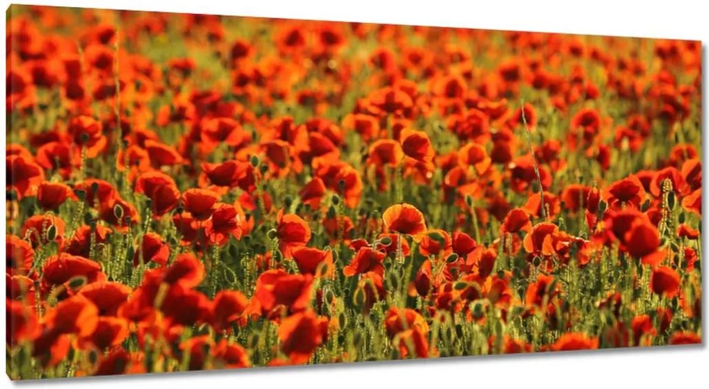 Vászonkép 115x55 Pipacsok rétje