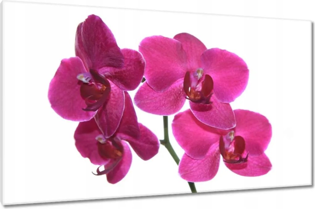 Vászonkép 120x70 Lila orchidea