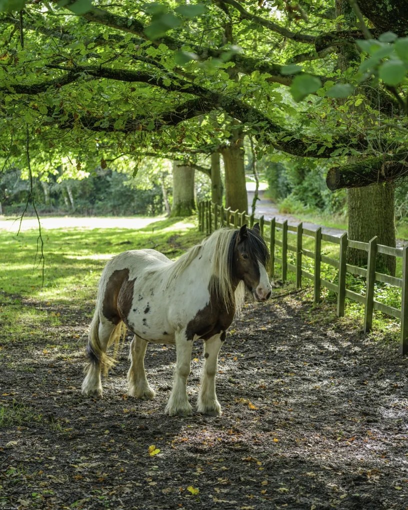 Poszter 40x50cm Ló a farmon, Assaf Frank