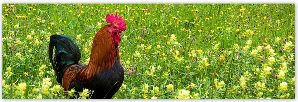 Poszterek 200x66 Kakas a réten