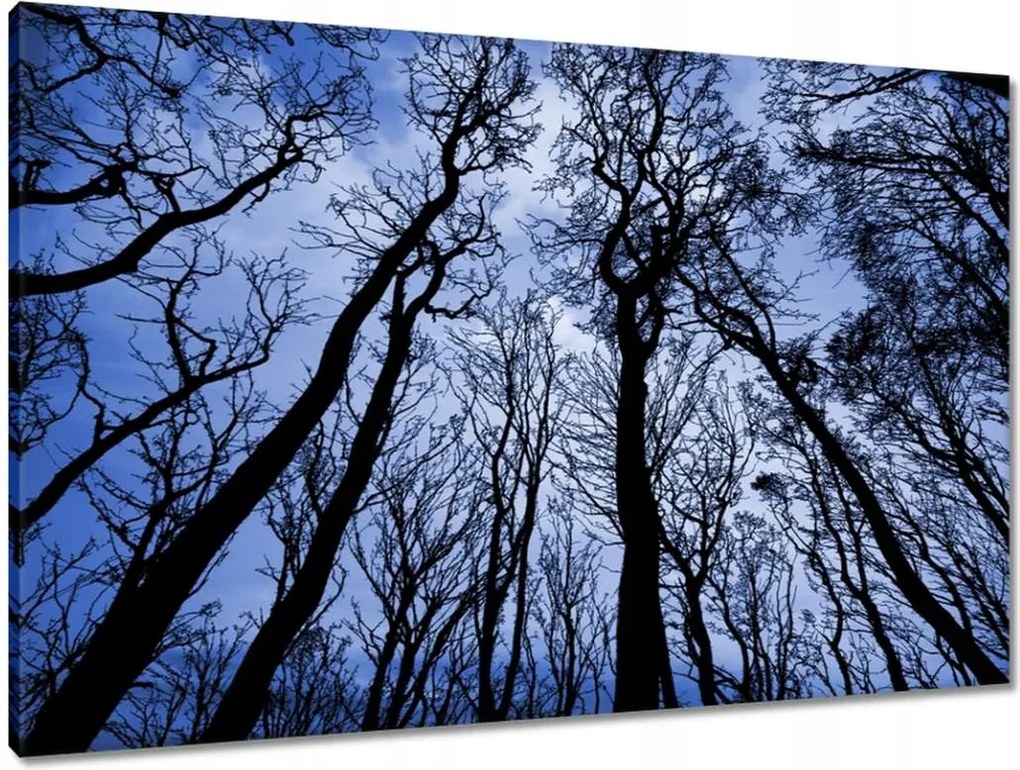 Vászonkép 90x60 Erdő Fák Kilátás alulról