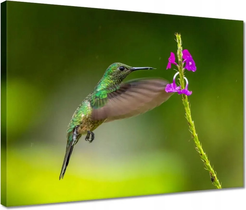 Vászonkép 40x30 Madarak