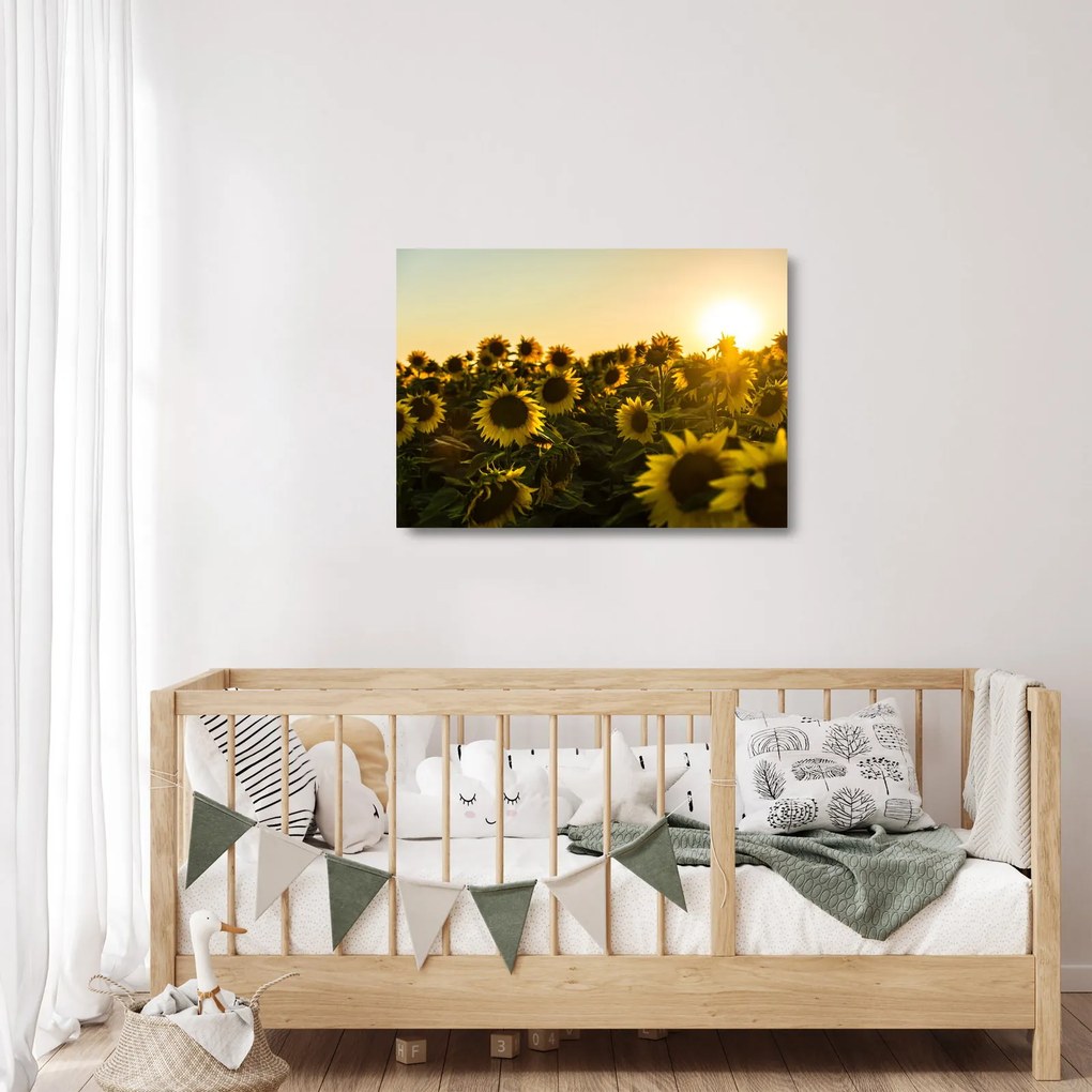 A napraforgó mező képe (üvegen) (70x50 cm)