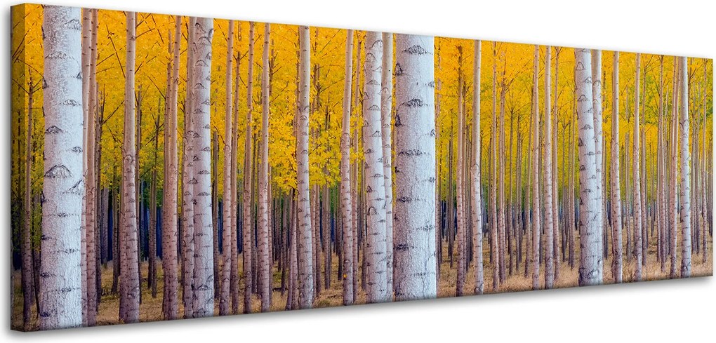 Nyírfa Ősz Sárga levelek vászonkép 120x40 cm Ajándéknak is tökéletes