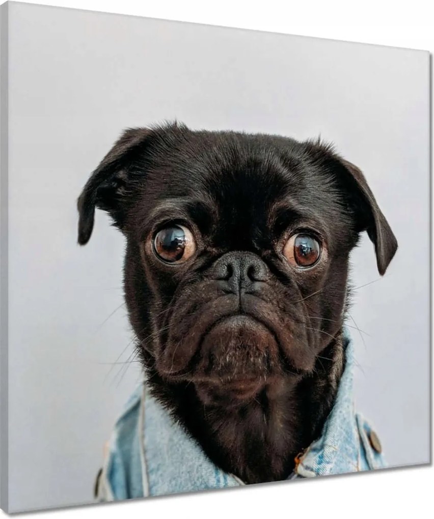 Vászonkép 50x50 Kutya Kutyák