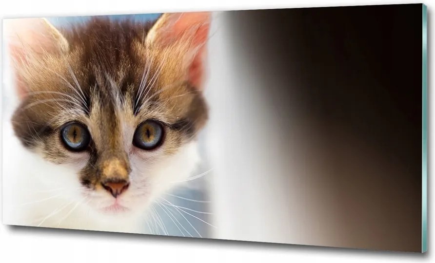 Fotó-kép edzett üveg Kis macska 100x70