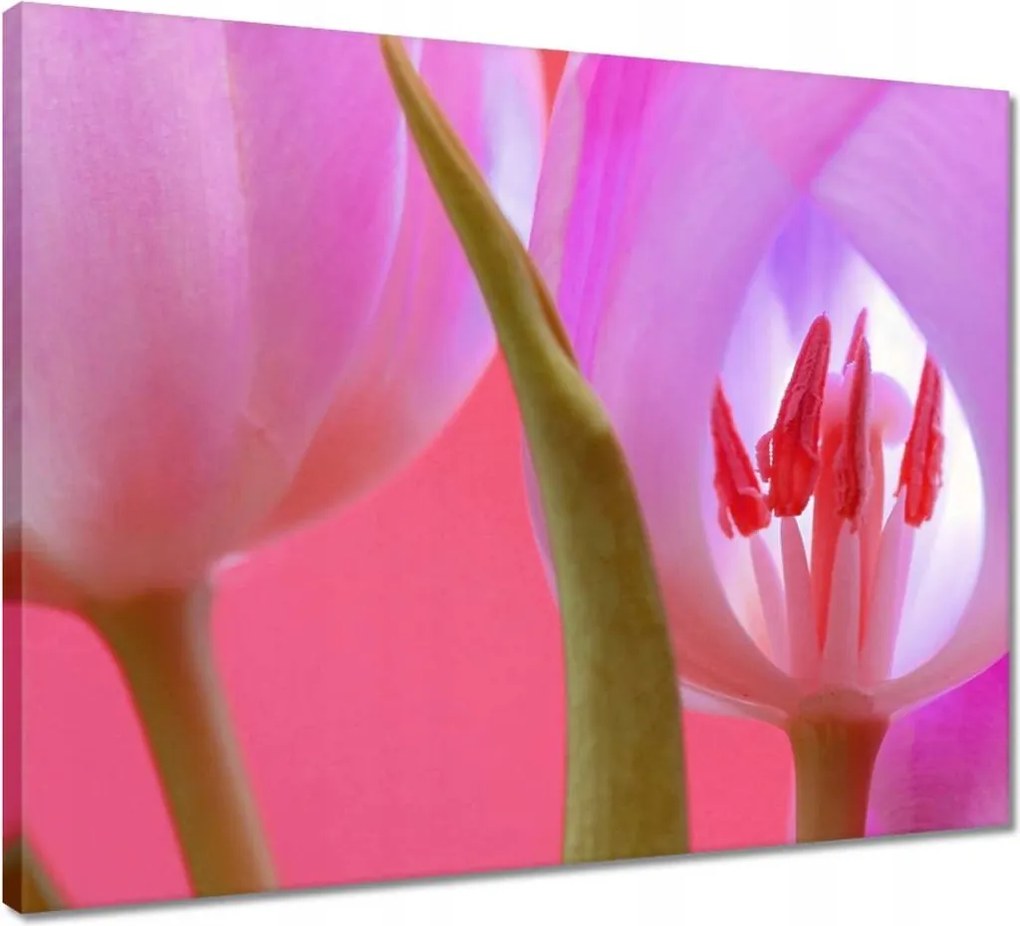 Vászonkép 50x40 Rózsaszín tulipán